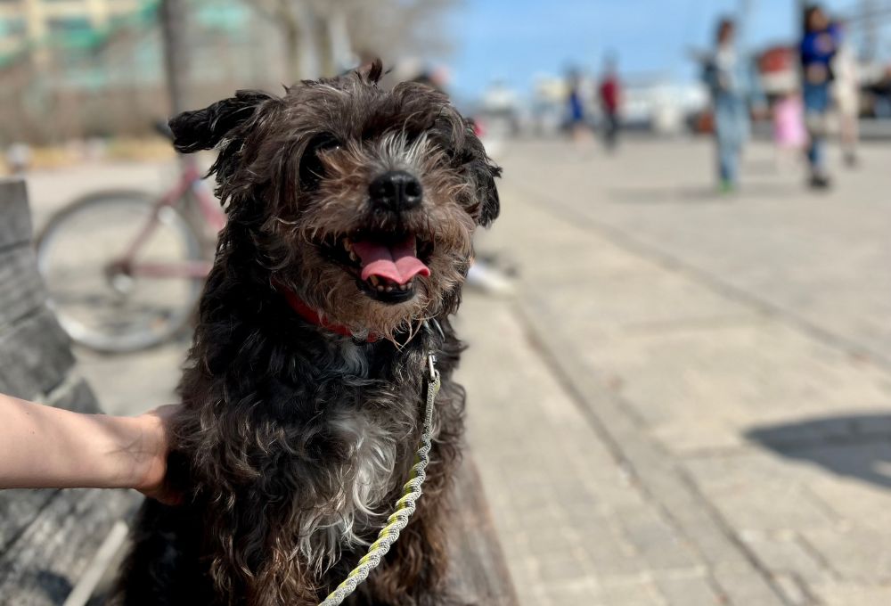 A Guide to Adopting a Senior Dog: picture of a senior dog enjoying outdoors time in the summer.