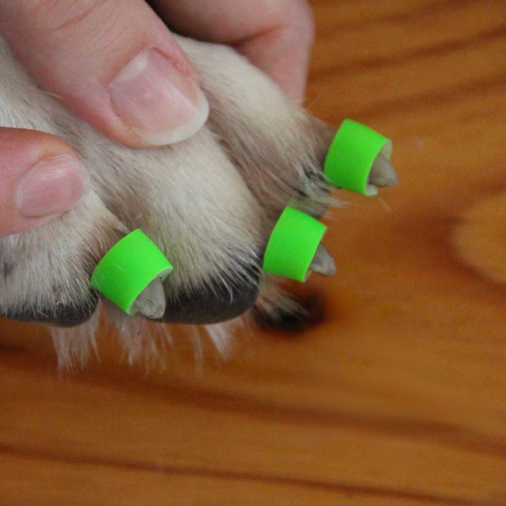 How to Stop Your Dog from Slipping on Floors: Toe grips