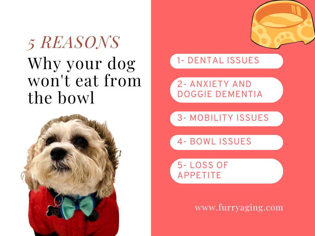 Why My Old Dog Won't Eat from the Bowl Anymore Furry Aging