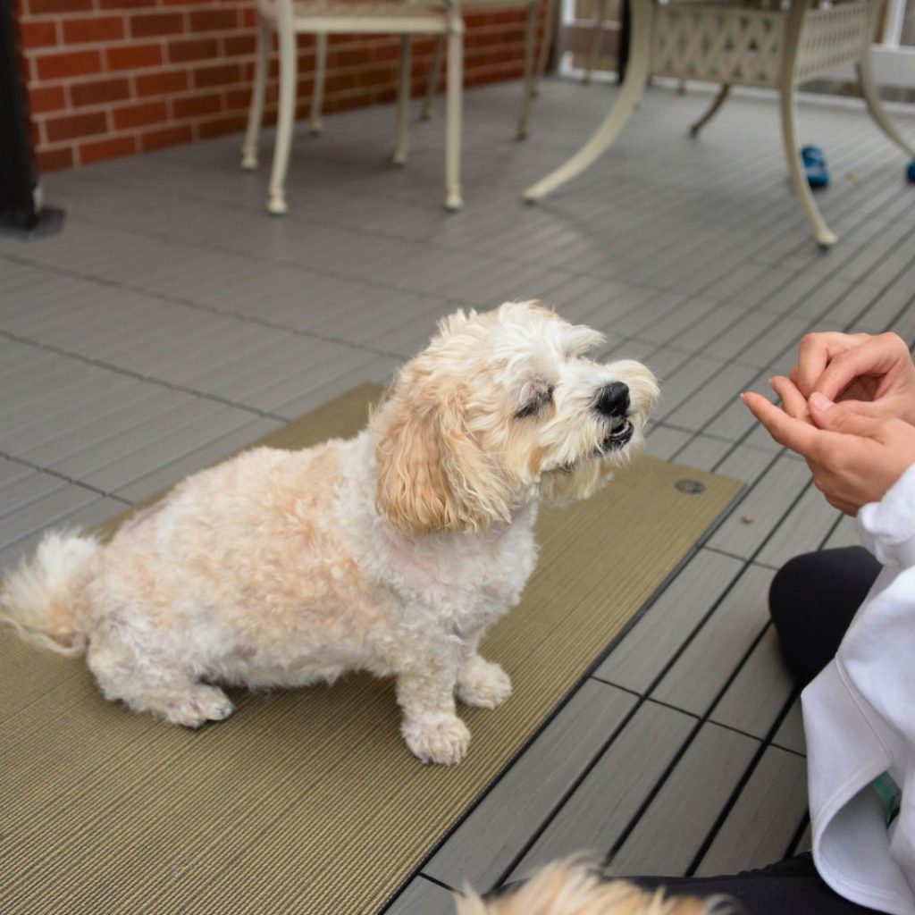 dog waiting for his treat