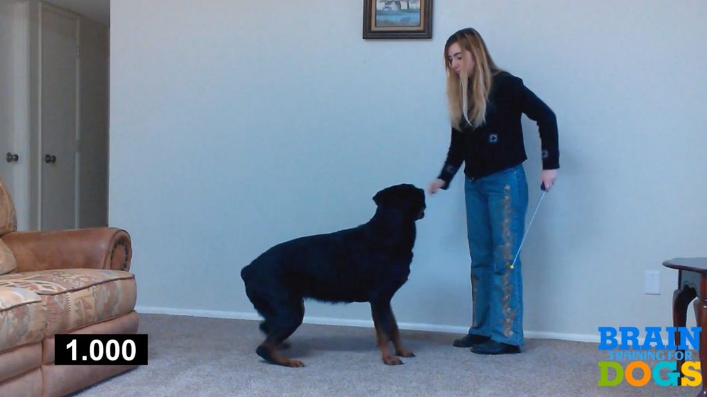 Brain training for dogs video