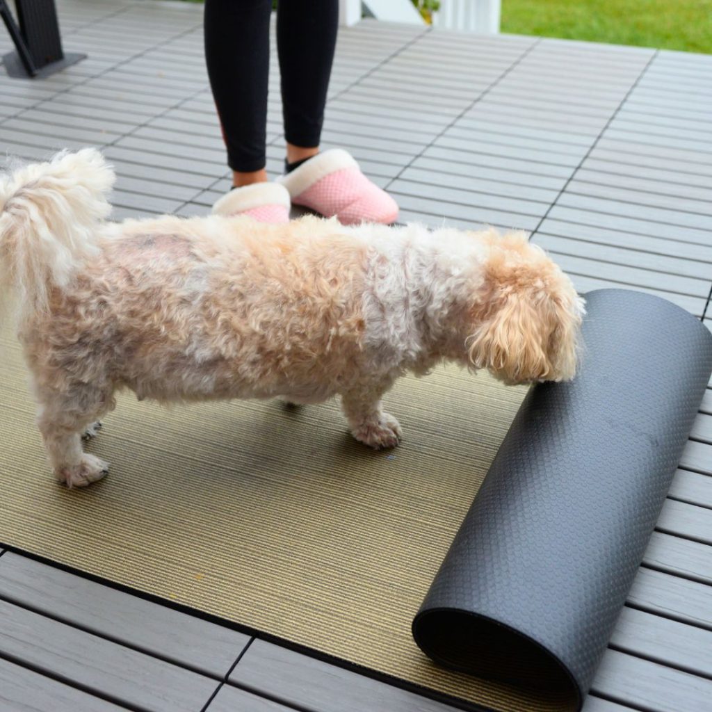 Dog using his nose to unconver the treat