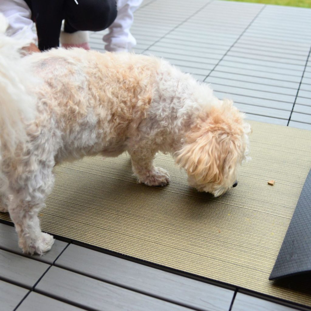 Dog found the hidden treat