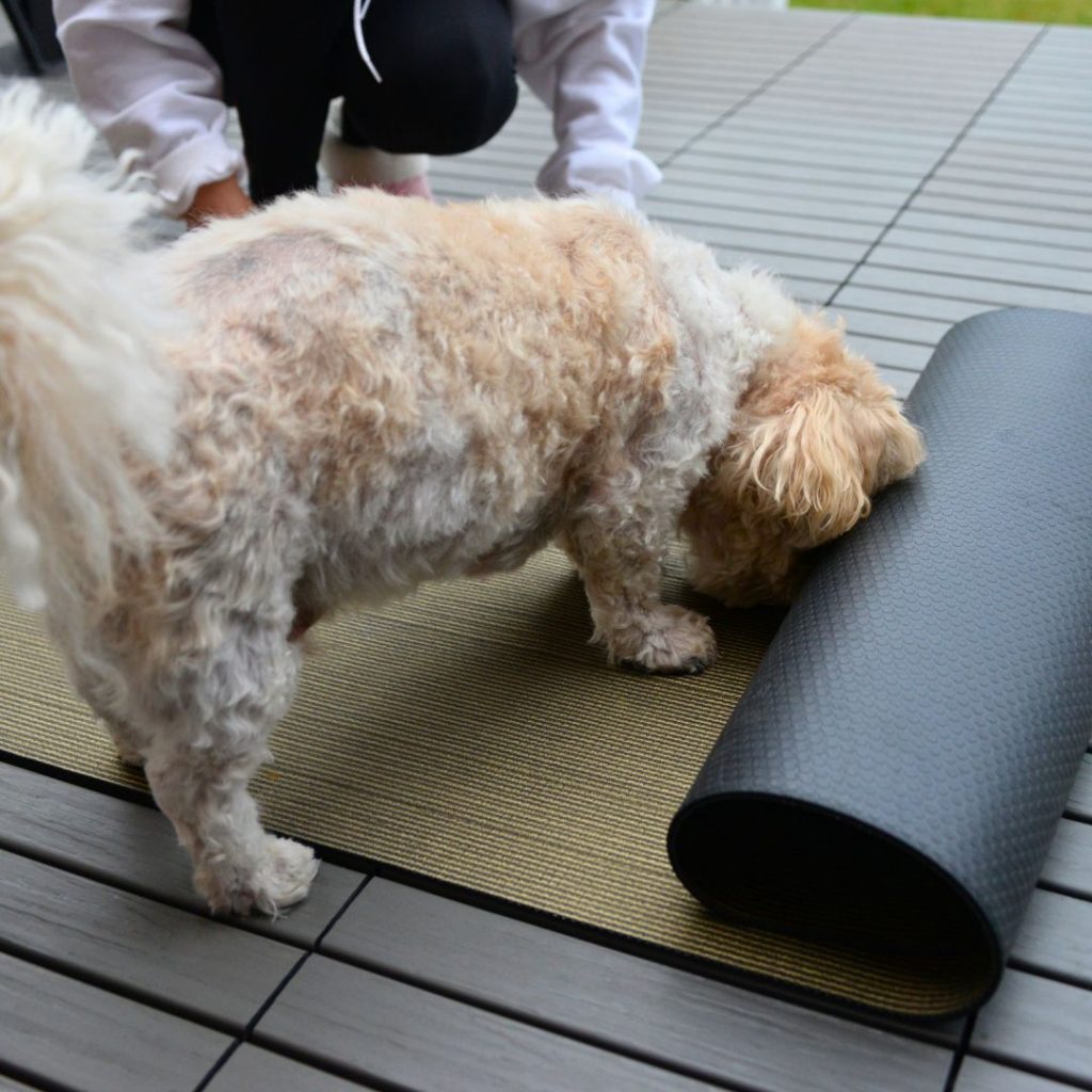 Dog permorming the magic carpet brain game