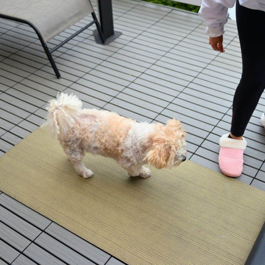 Encouraging the dog to go after the treat hidden in the yoga mat