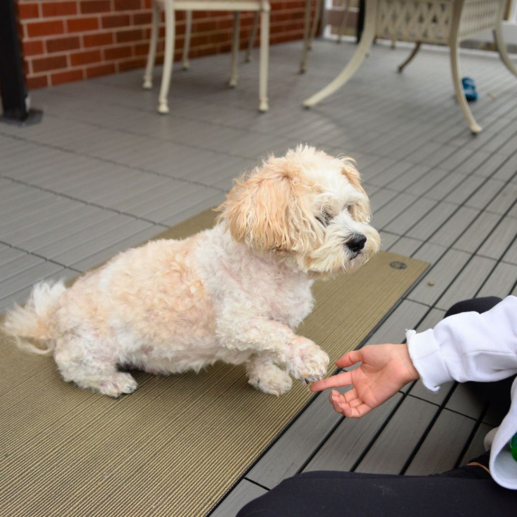 dog giving paw