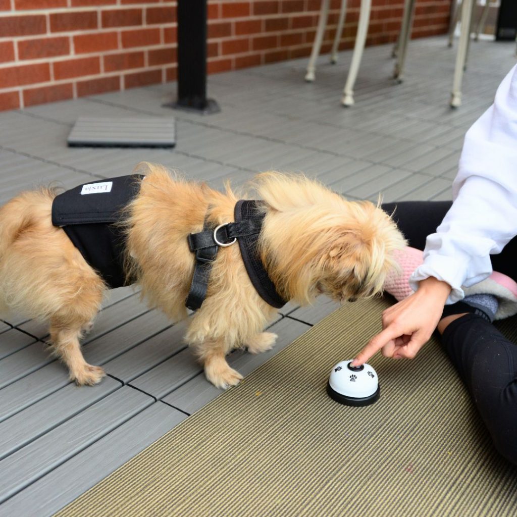 Dog learning to ring the bell