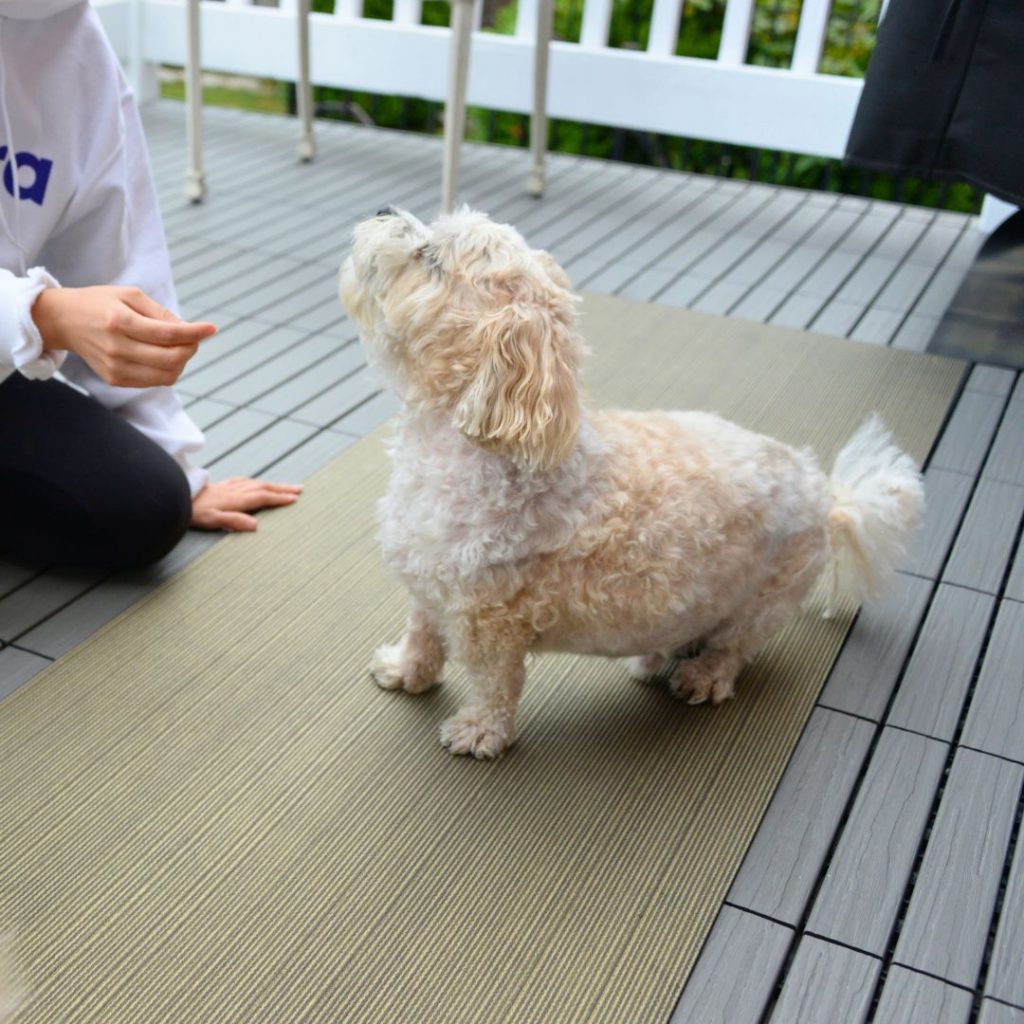 Dog practicing look into my eyes