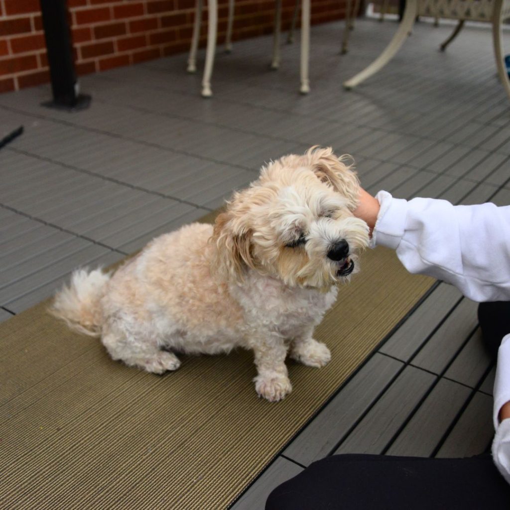 Dog receiving his reward