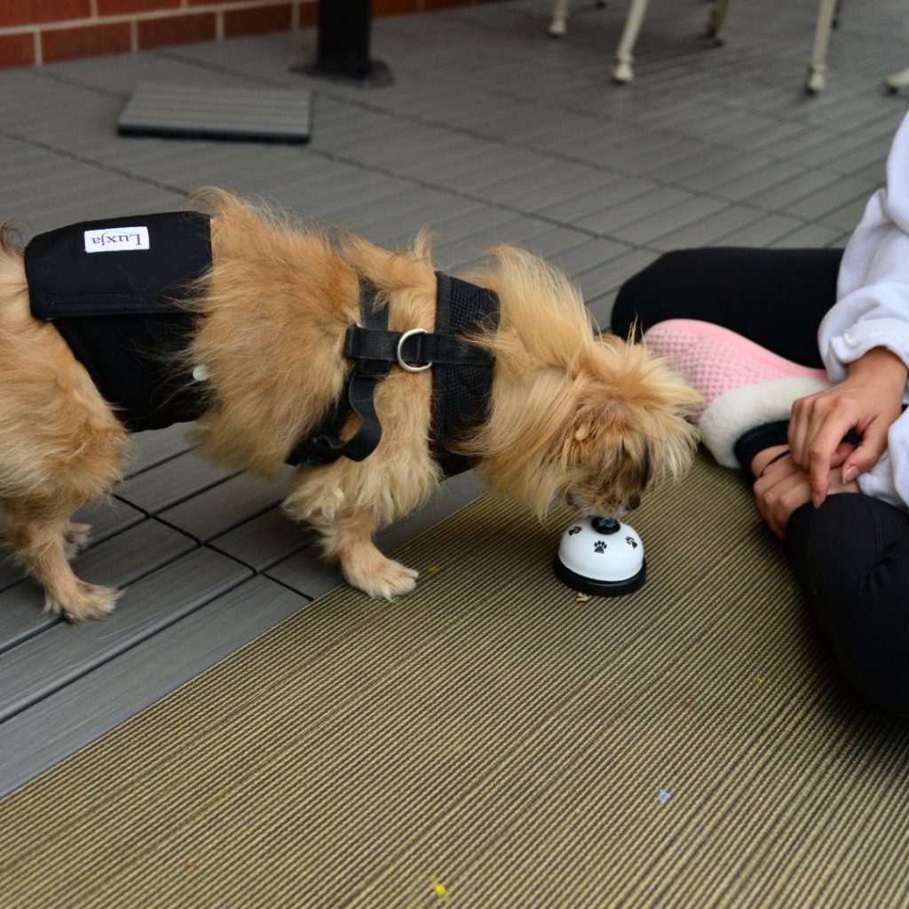 Dog ringing the bell with his nose