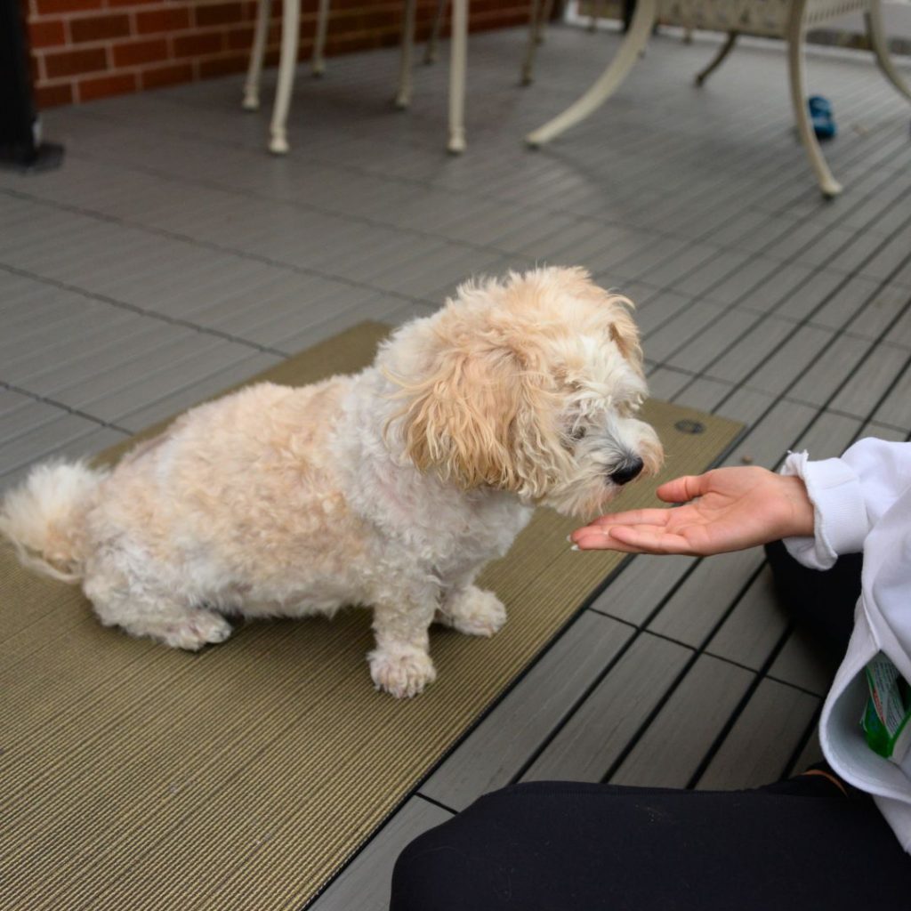 showing my hand to the dog