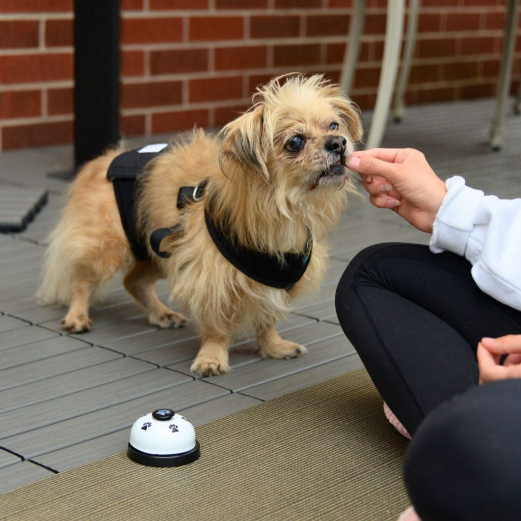 Dog receiving his treat after ringing the bell