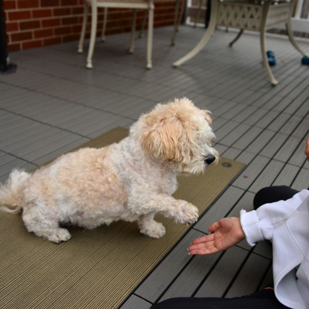 Dog giving me his paw