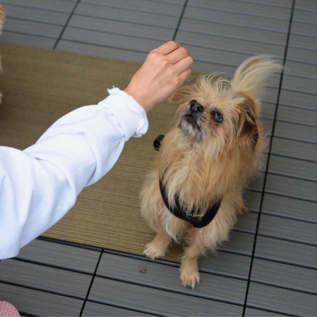 Dog learning to sit using luring technique