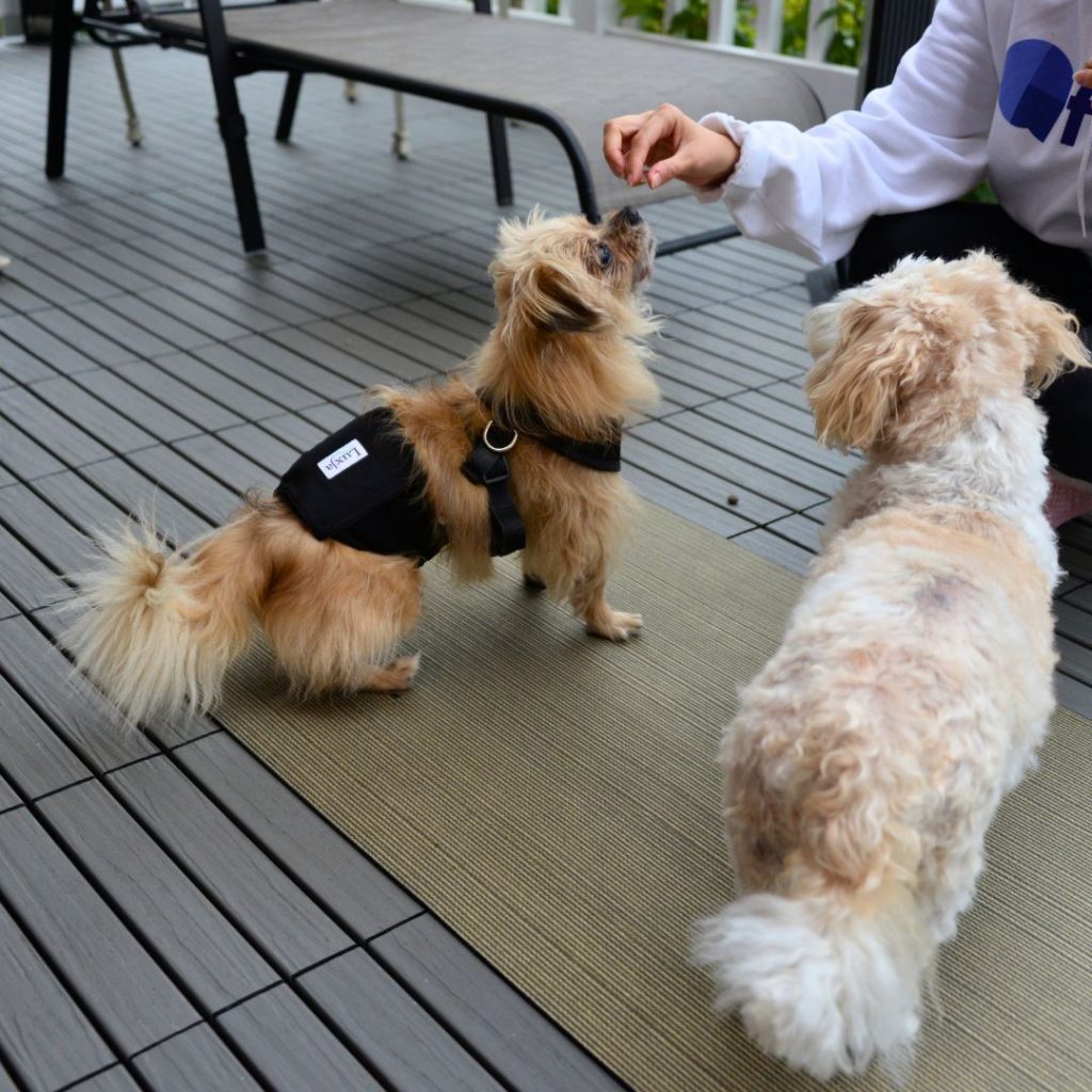 Dog receiving his treat after sitting