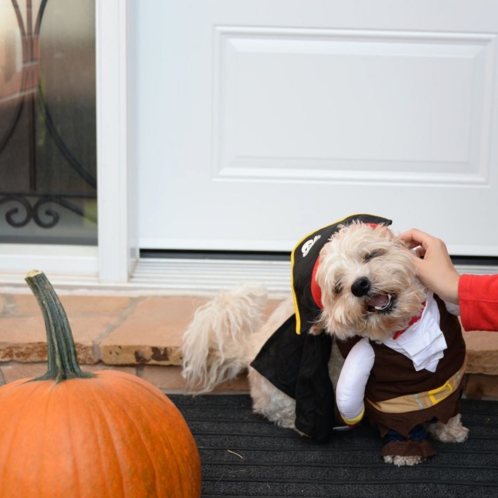 happy dog in his Halloween costume