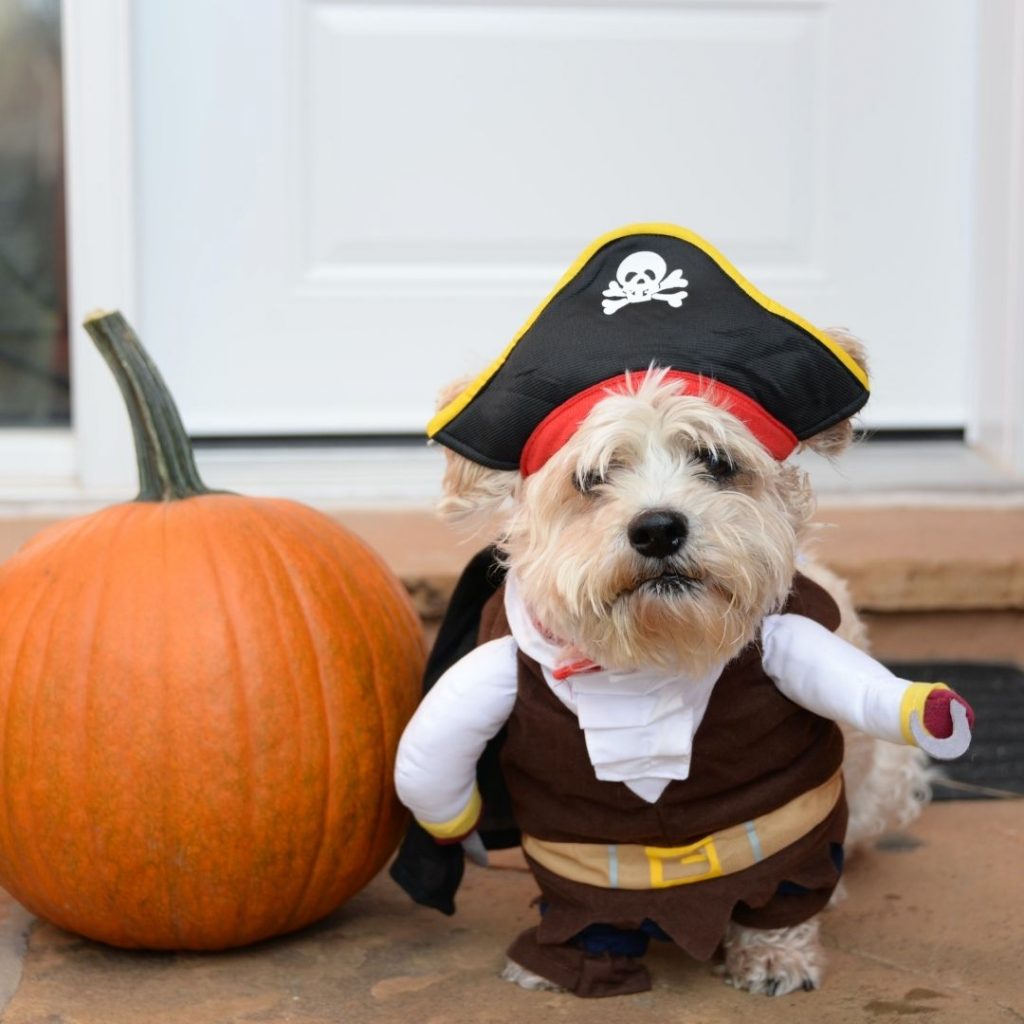 Halloween pet costume