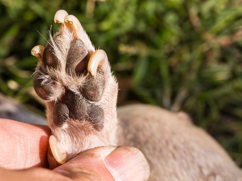 Dog's paw with overgrown nails