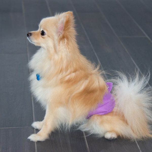 Dog wearing a belly band or diaper