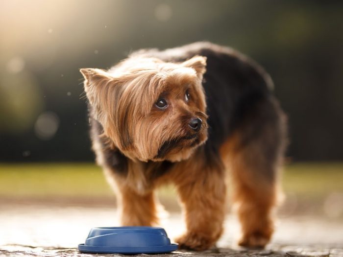 why-is-my-dog-drinking-water-but-not-eating-furry-aging