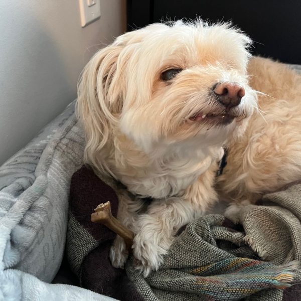 Dog showing symptoms of dental pain