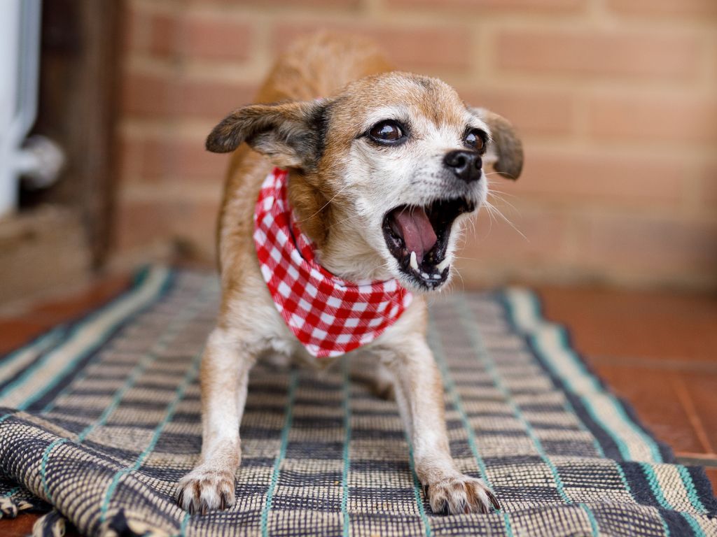 senior dog barking at nothing