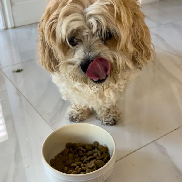 Senior dog observing his food bowl