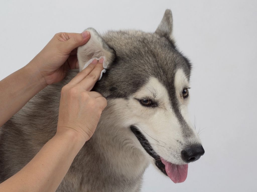 how to clean dog's ears?