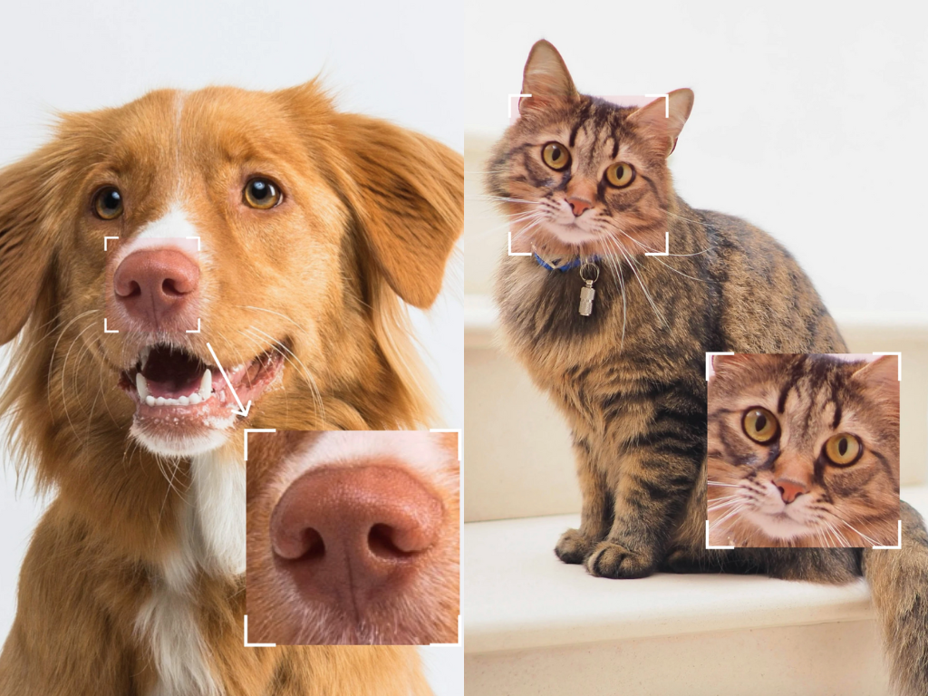 dog and cat biometrics