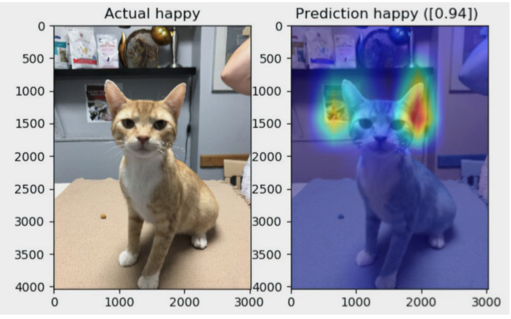 Representation of how the AI model detects cat's facial expressions to predict mood