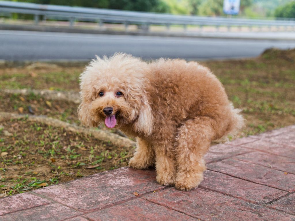 funny dog pooping