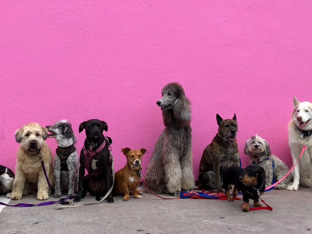 Pink Wall Full of Dogs