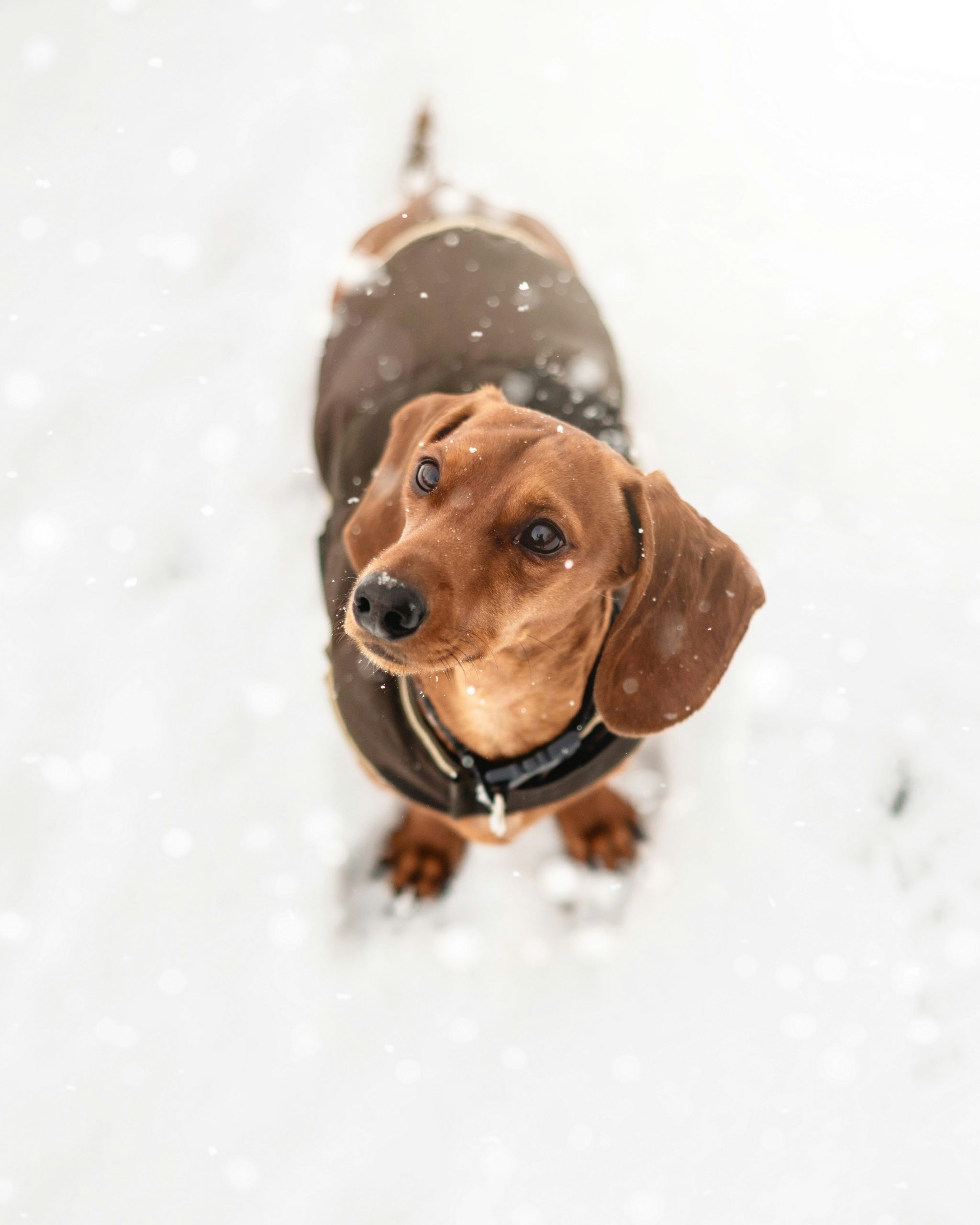 Brown dachshund out in the snow