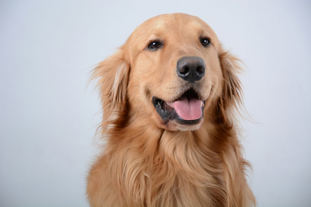 Golden Retriever with the tongue out