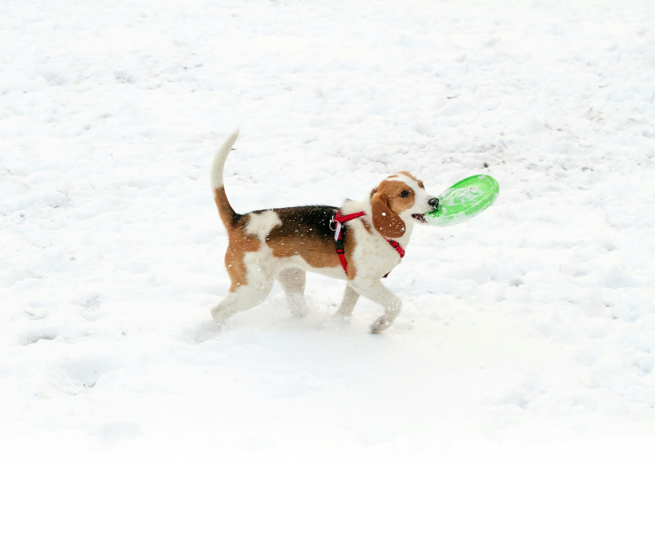 A beagle playing with a disc