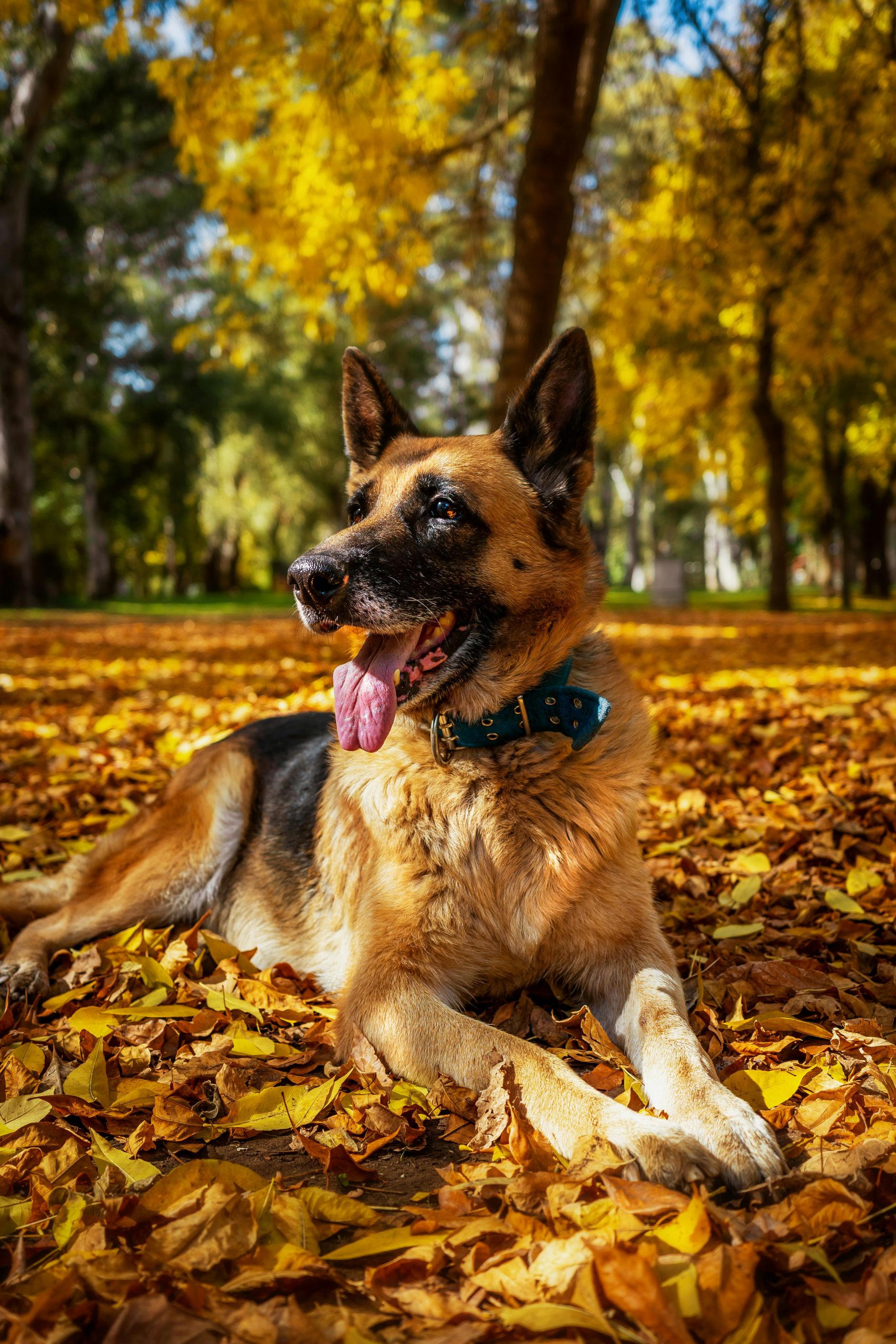 German Shepherd dog with leaf background