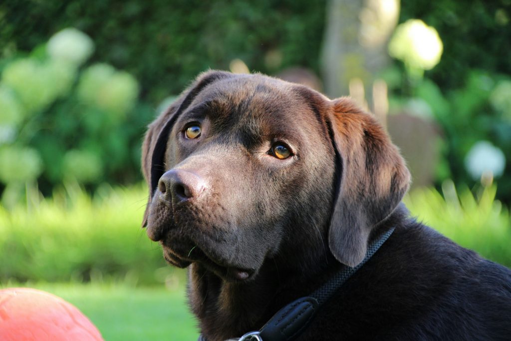 Chocolate Labrador Retreiver