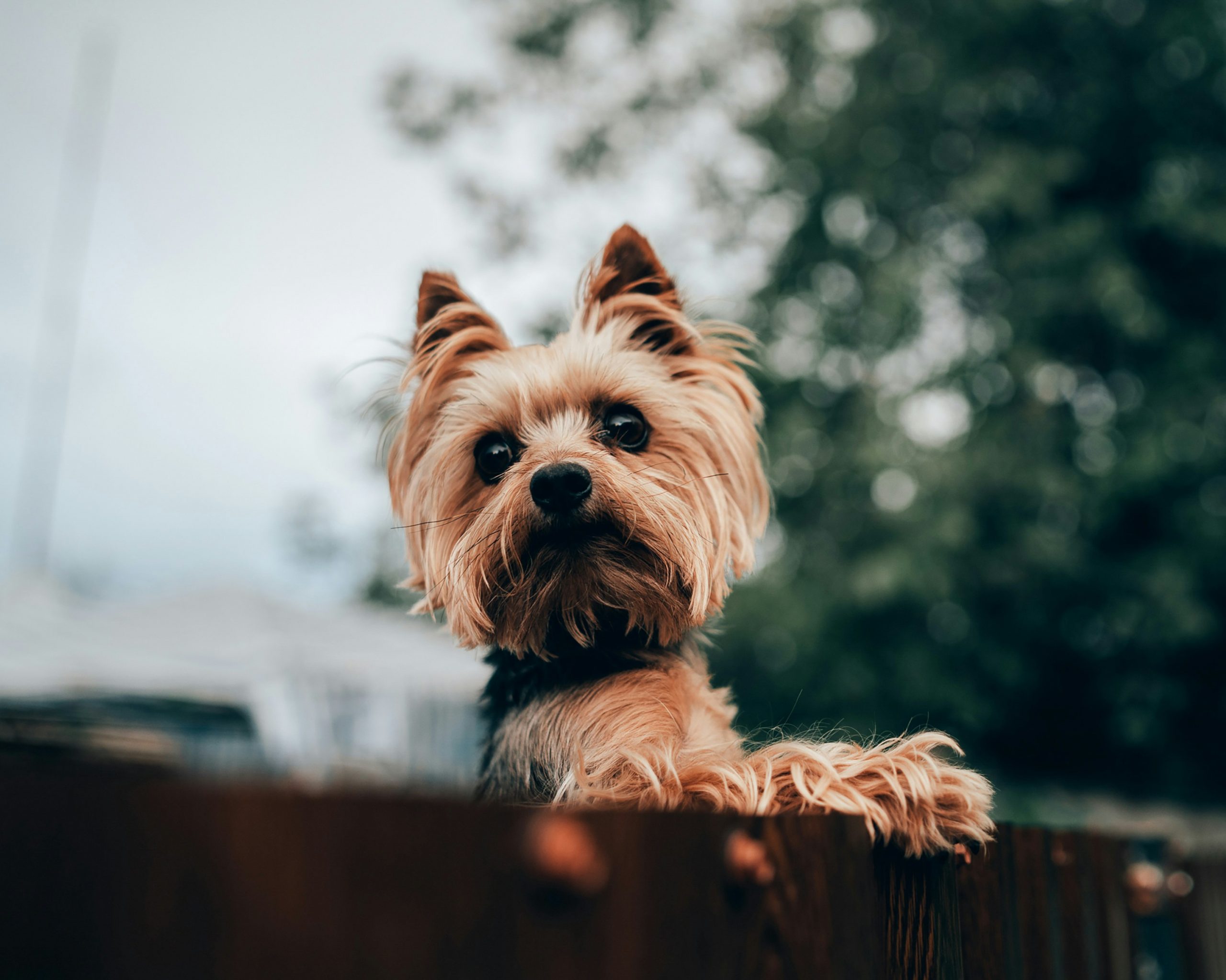 Yorkshire Terrier looking over a fence