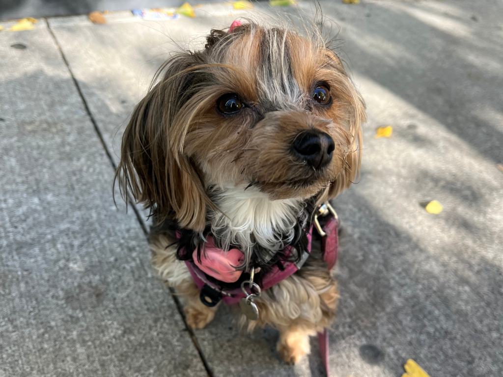 Yorkie wearing an Airtag