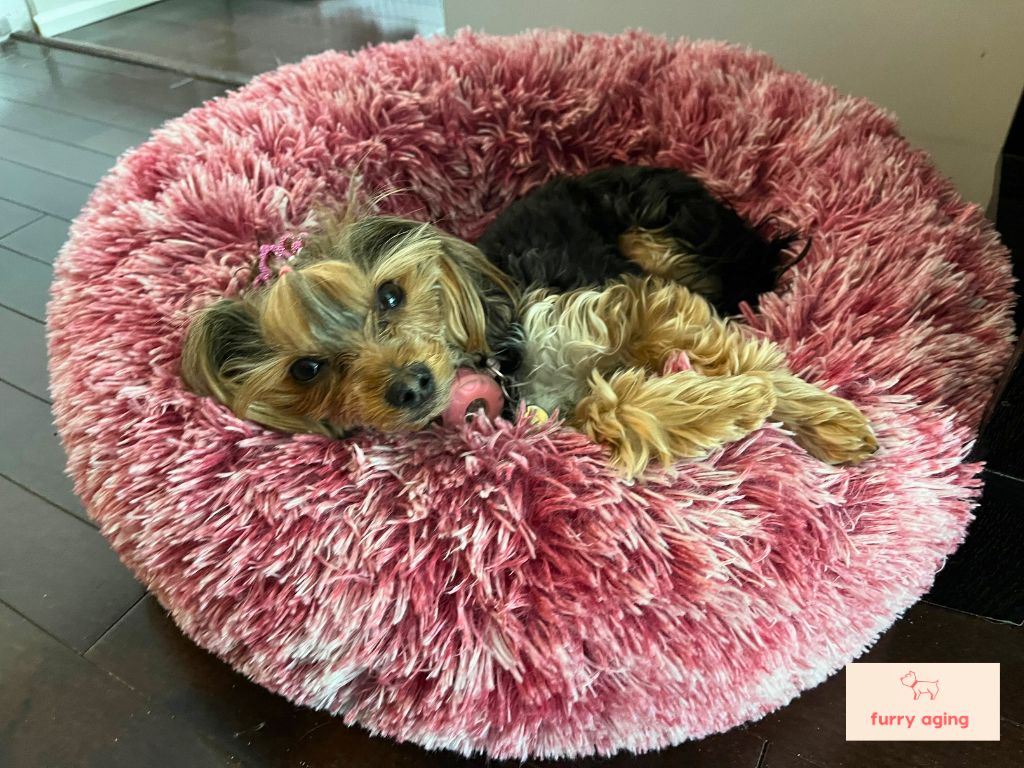 Yorkshire terrier resting in a pink bed