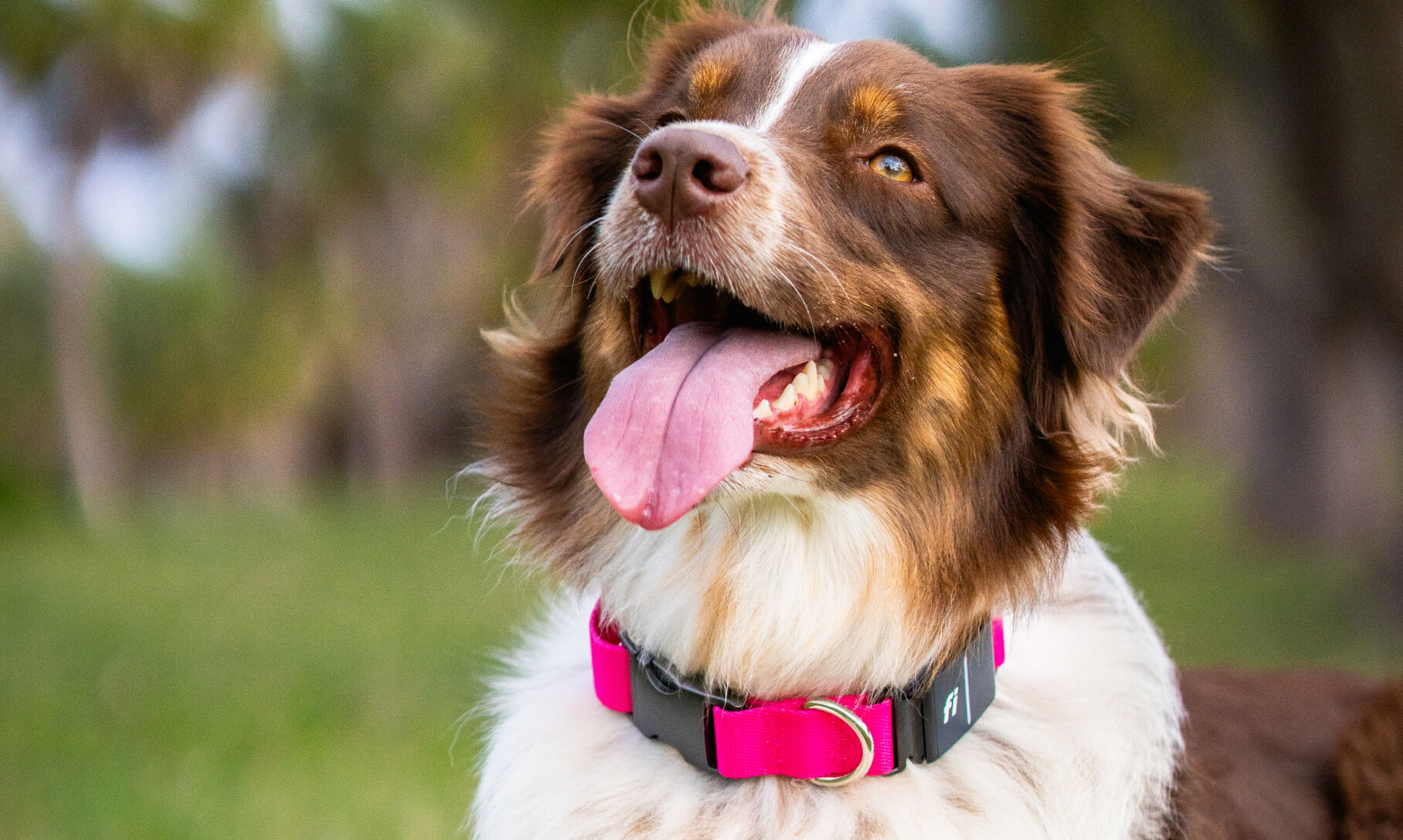 Dog wearing a Fi Smart collar in pink