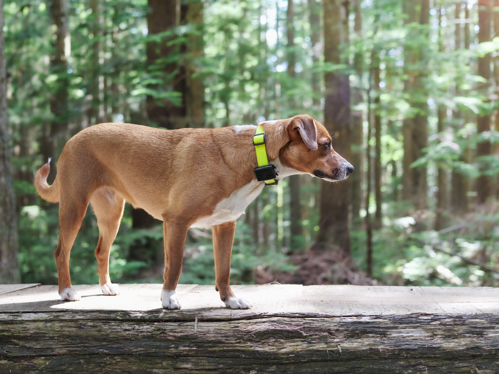 Top pet trackers